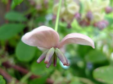 Fotografia da espécie Akebia quinata