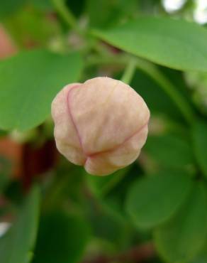 Fotografia 15 da espécie Akebia quinata no Jardim Botânico UTAD