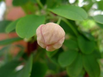 Fotografia da espécie Akebia quinata