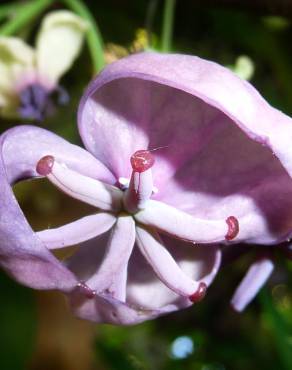 Fotografia 16 da espécie Akebia quinata no Jardim Botânico UTAD