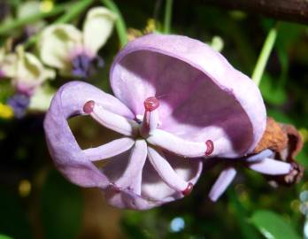 Fotografia da espécie Akebia quinata