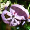 Fotografia 16 da espécie Akebia quinata do Jardim Botânico UTAD