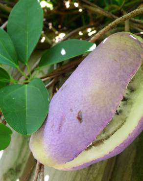 Fotografia 17 da espécie Akebia quinata no Jardim Botânico UTAD