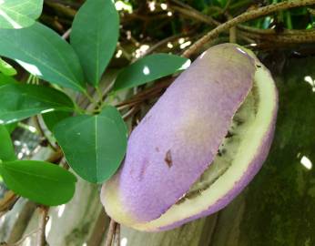 Fotografia da espécie Akebia quinata