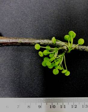 Fotografia 3 da espécie Stephania capitata no Jardim Botânico UTAD