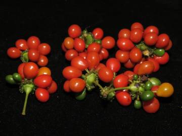 Fotografia da espécie Stephania capitata