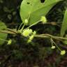 Fotografia 7 da espécie Stephania capitata do Jardim Botânico UTAD