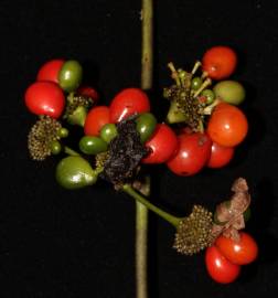 Fotografia da espécie Stephania capitata