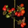 Fotografia 10 da espécie Stephania capitata do Jardim Botânico UTAD