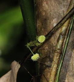 Fotografia da espécie Stephania capitata