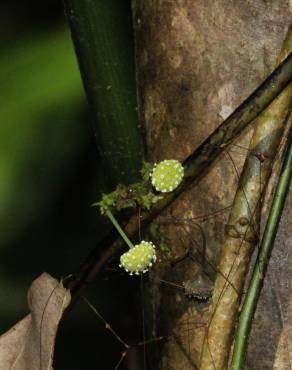 Fotografia 15 da espécie Stephania capitata no Jardim Botânico UTAD