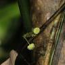 Fotografia 15 da espécie Stephania capitata do Jardim Botânico UTAD
