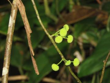 Fotografia da espécie Stephania capitata