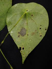 Fotografia da espécie Stephania capitata