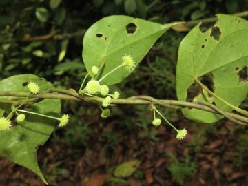 Fotografia da espécie Stephania capitata