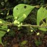 Fotografia 20 da espécie Stephania capitata do Jardim Botânico UTAD