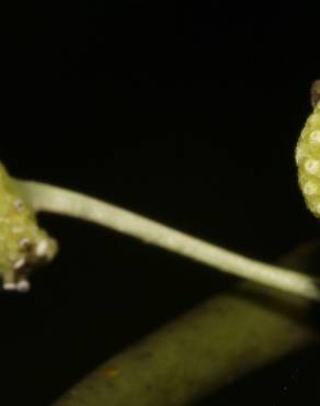 Fotografia 26 da espécie Stephania capitata no Jardim Botânico UTAD