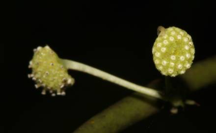 Fotografia da espécie Stephania capitata