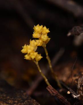 Fotografia 1 da espécie Petrosavia sakuraii no Jardim Botânico UTAD