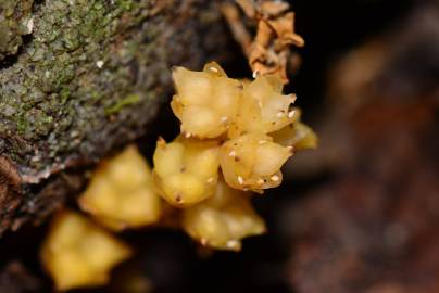 Fotografia da espécie Petrosavia sakuraii