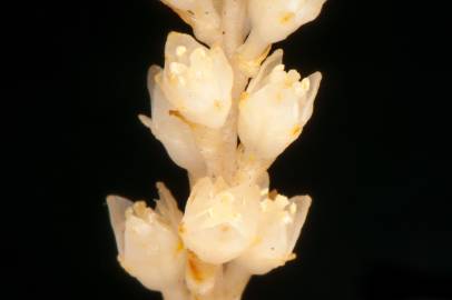 Fotografia da espécie Petrosavia sakuraii
