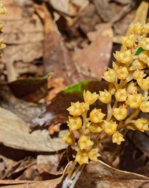 Fotografia 7 da espécie Petrosavia sakuraii no Jardim Botânico UTAD