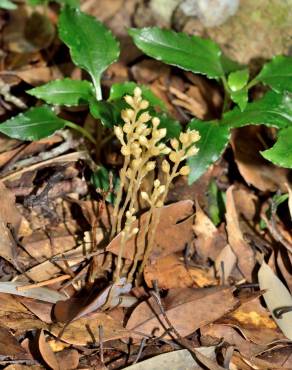 Fotografia 13 da espécie Petrosavia sakuraii no Jardim Botânico UTAD