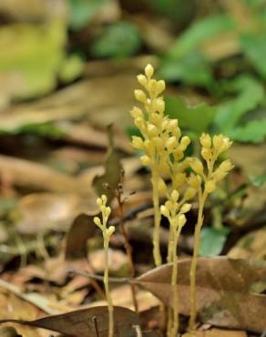 Fotografia 14 da espécie Petrosavia sakuraii no Jardim Botânico UTAD