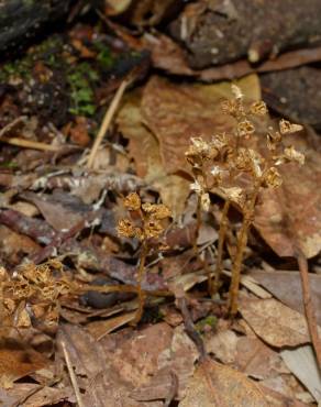 Fotografia 19 da espécie Petrosavia sakuraii no Jardim Botânico UTAD