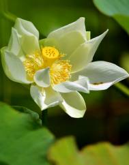 Nelumbo nucifera