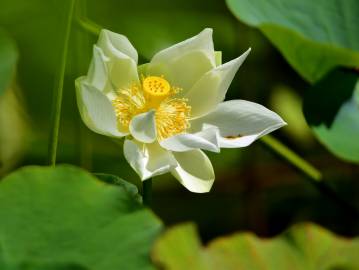 Fotografia da espécie Nelumbo nucifera