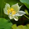 Fotografia 1 da espécie Nelumbo nucifera do Jardim Botânico UTAD