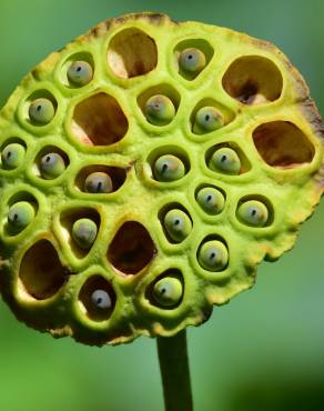 Fotografia 3 da espécie Nelumbo nucifera no Jardim Botânico UTAD