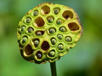 Fotografia da espécie Nelumbo nucifera