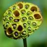 Fotografia 3 da espécie Nelumbo nucifera do Jardim Botânico UTAD