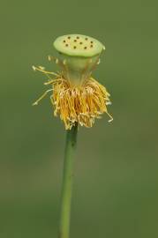 Fotografia da espécie Nelumbo nucifera