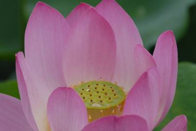 Fotografia da espécie Nelumbo nucifera