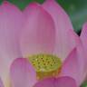 Fotografia 5 da espécie Nelumbo nucifera do Jardim Botânico UTAD