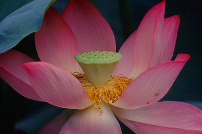 Fotografia da espécie Nelumbo nucifera