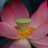 Fotografia 6 da espécie Nelumbo nucifera do Jardim Botânico UTAD