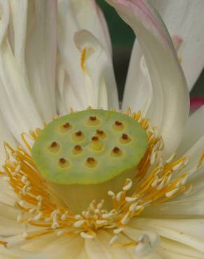 Fotografia 8 da espécie Nelumbo nucifera no Jardim Botânico UTAD