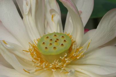 Fotografia da espécie Nelumbo nucifera