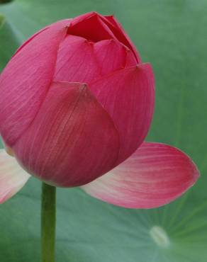 Fotografia 9 da espécie Nelumbo nucifera no Jardim Botânico UTAD