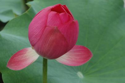 Fotografia da espécie Nelumbo nucifera