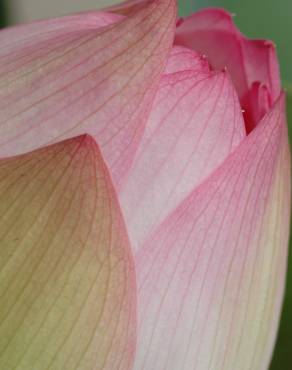 Fotografia 10 da espécie Nelumbo nucifera no Jardim Botânico UTAD