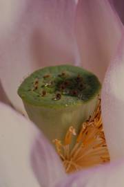 Fotografia da espécie Nelumbo nucifera