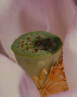 Fotografia 11 da espécie Nelumbo nucifera no Jardim Botânico UTAD