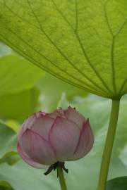 Fotografia da espécie Nelumbo nucifera