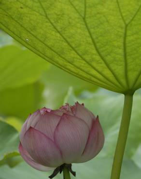 Fotografia 13 da espécie Nelumbo nucifera no Jardim Botânico UTAD