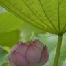 Fotografia 13 da espécie Nelumbo nucifera do Jardim Botânico UTAD